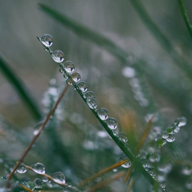 Guided multisensorial Nature immersion