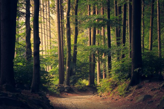 Forest Bathing