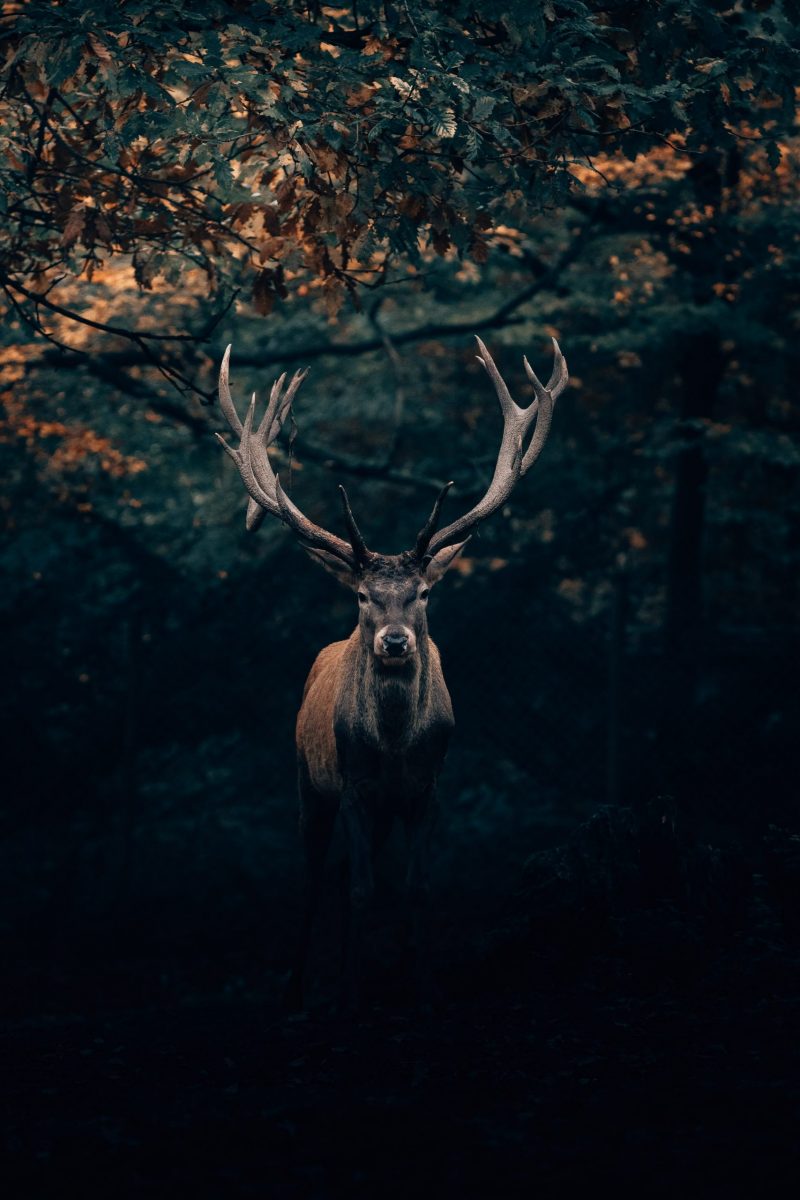 Elk in the woods